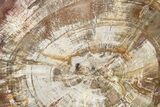 Beautiful, Petrified Wood (Araucaria) Round - Madagascar #265371-1